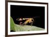 Panorpa Meridionalis (Scorpionfly) - Male-Paul Starosta-Framed Photographic Print