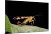 Panorpa Meridionalis (Scorpionfly) - Male-Paul Starosta-Mounted Photographic Print