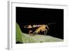 Panorpa Meridionalis (Scorpionfly) - Male-Paul Starosta-Framed Photographic Print