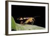 Panorpa Meridionalis (Scorpionfly) - Male-Paul Starosta-Framed Photographic Print