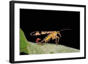 Panorpa Meridionalis (Scorpionfly) - Male-Paul Starosta-Framed Photographic Print