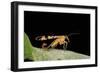 Panorpa Meridionalis (Scorpionfly) - Male-Paul Starosta-Framed Photographic Print