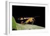 Panorpa Meridionalis (Scorpionfly) - Male-Paul Starosta-Framed Photographic Print