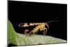 Panorpa Meridionalis (Scorpionfly) - Male-Paul Starosta-Mounted Photographic Print