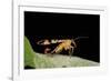 Panorpa Meridionalis (Scorpionfly) - Male-Paul Starosta-Framed Photographic Print