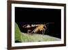 Panorpa Meridionalis (Scorpionfly) - Male-Paul Starosta-Framed Photographic Print