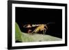 Panorpa Meridionalis (Scorpionfly) - Male-Paul Starosta-Framed Photographic Print