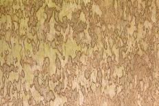 Wood Texture-pansadesign-Photographic Print
