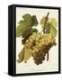 Panse Precoce Grape-A. Kreyder-Framed Stretched Canvas