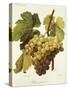 Panse Precoce Grape-A. Kreyder-Stretched Canvas