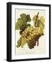 Panse Precoce Grape-A. Kreyder-Framed Giclee Print