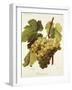 Panse Precoce Grape-A. Kreyder-Framed Giclee Print