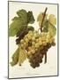 Panse Precoce Grape-A. Kreyder-Mounted Giclee Print