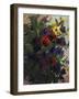 Pansey Study II-Tim O'toole-Framed Giclee Print