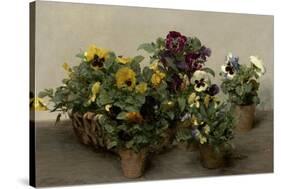 Pansies, 1874-Henri Fantin-Latour-Stretched Canvas