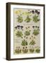 Pansies and Violas. from 'Camerarius Florilegium'-Joachim Camerarius-Framed Giclee Print