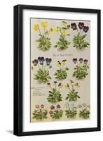 Pansies and Violas. from 'Camerarius Florilegium'-Joachim Camerarius-Framed Giclee Print