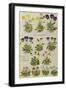 Pansies and Violas. from 'Camerarius Florilegium'-Joachim Camerarius-Framed Giclee Print