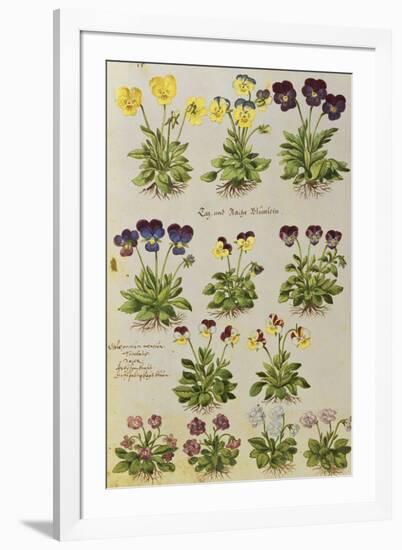 Pansies and Violas. from 'Camerarius Florilegium'-Joachim Camerarius-Framed Giclee Print