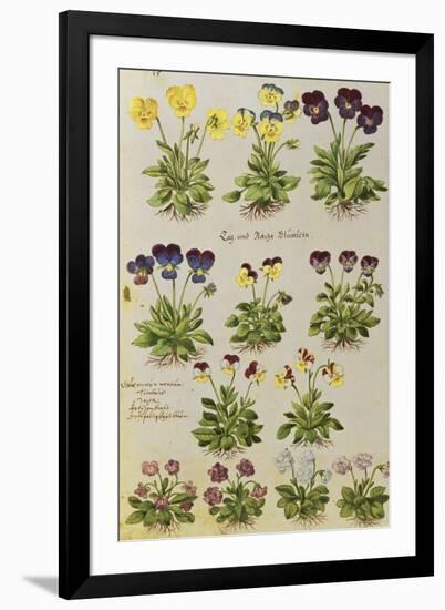 Pansies and Violas. from 'Camerarius Florilegium'-Joachim Camerarius-Framed Giclee Print