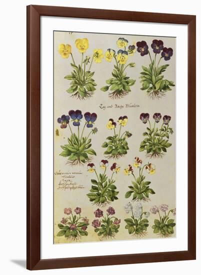 Pansies and Violas. from 'Camerarius Florilegium'-Joachim Camerarius-Framed Giclee Print