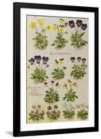 Pansies and Violas. from 'Camerarius Florilegium'-Joachim Camerarius-Framed Giclee Print