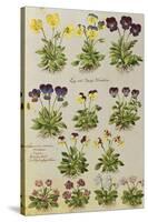 Pansies and Violas. from 'Camerarius Florilegium'-Joachim Camerarius-Stretched Canvas