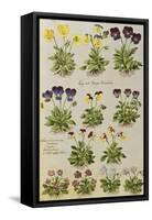 Pansies and Violas. from 'Camerarius Florilegium'-Joachim Camerarius-Framed Stretched Canvas