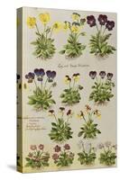 Pansies and Violas. from 'Camerarius Florilegium'-Joachim Camerarius-Stretched Canvas