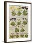 Pansies and Violas. from 'Camerarius Florilegium'-Joachim Camerarius-Framed Giclee Print