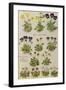 Pansies and Violas. from 'Camerarius Florilegium'-Joachim Camerarius-Framed Giclee Print