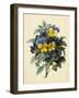 Pansies (Coloured Engraving)-Pierre-Joseph Redouté-Framed Giclee Print
