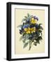 Pansies (Coloured Engraving)-Pierre-Joseph Redouté-Framed Giclee Print