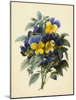 Pansies (Coloured Engraving)-Pierre-Joseph Redouté-Mounted Giclee Print