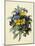 Pansies (Coloured Engraving)-Pierre-Joseph Redouté-Mounted Giclee Print