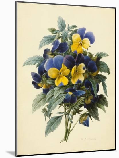 Pansies (Coloured Engraving)-Pierre-Joseph Redouté-Mounted Giclee Print