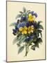 Pansies (Coloured Engraving)-Pierre-Joseph Redouté-Mounted Giclee Print