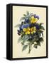 Pansies (Coloured Engraving)-Pierre-Joseph Redouté-Framed Stretched Canvas