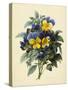 Pansies (Coloured Engraving)-Pierre-Joseph Redouté-Stretched Canvas