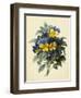 Pansies (Coloured Engraving)-Pierre-Joseph Redouté-Framed Giclee Print