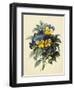 Pansies (Coloured Engraving)-Pierre-Joseph Redouté-Framed Giclee Print