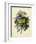 Pansies (Coloured Engraving)-Pierre-Joseph Redouté-Framed Giclee Print