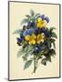 Pansies (Coloured Engraving)-Pierre-Joseph Redouté-Mounted Giclee Print