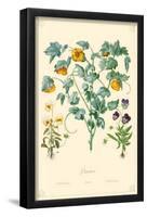 Pansies Flowers-null-Framed Poster