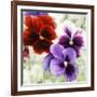 Pansies I-Jenny Thomlinson-Framed Art Print