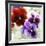 Pansies I-Jenny Thomlinson-Framed Art Print