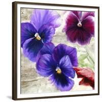 Pansies II-Jenny Thomlinson-Framed Art Print