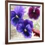 Pansies II-Jenny Thomlinson-Framed Art Print