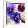 Pansies II-Jenny Thomlinson-Framed Art Print