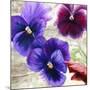 Pansies II-Jenny Thomlinson-Mounted Art Print